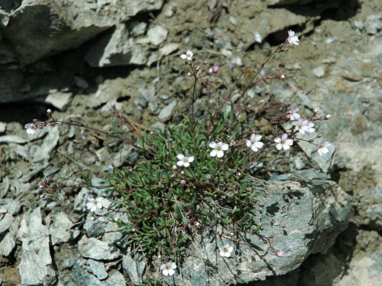 Gypsophila repens